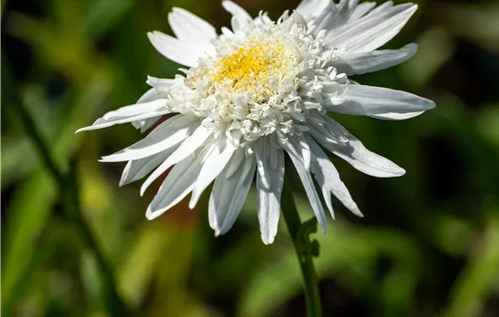 Leucanthemum x superbum 'Wirral Supreme' Leucanthemum x superbum 'Wirral Supreme'