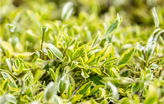 Arabis ferdinandi-coburgii 'Old Gold' Arabis ferdinandi-coburgii 'Old Gold'