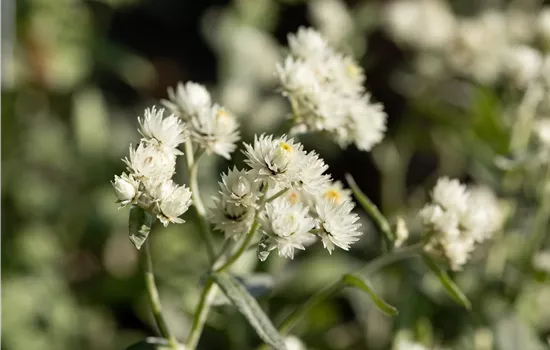 Anaphalis triplinervis 'Silver Wave'