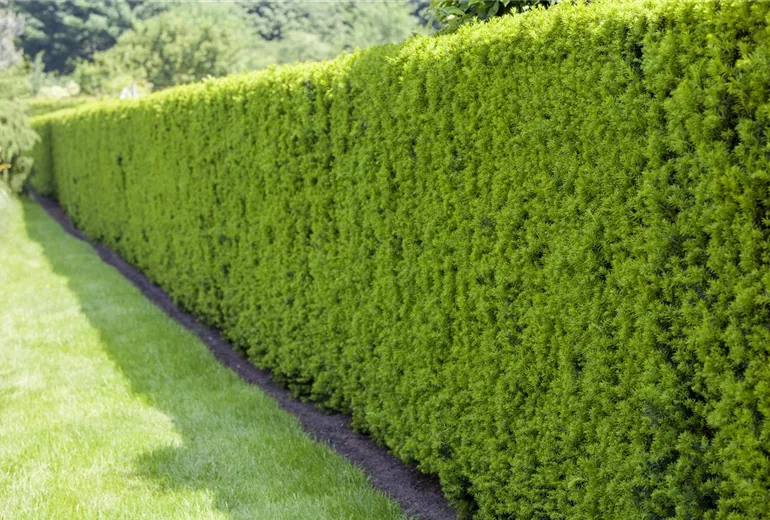 Taxus baccata Taxus baccata