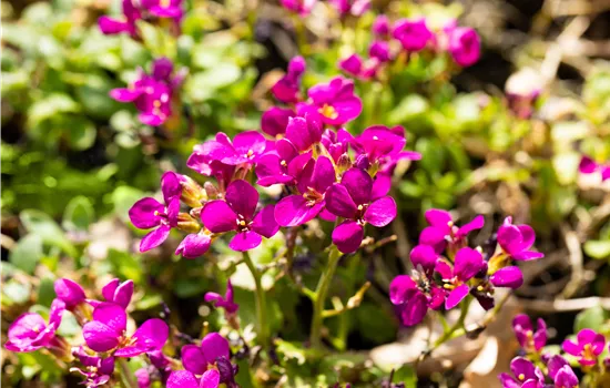 Arabis caucasica 'Aubris Deep Rose' Arabis caucasica 'Aubris Deep Rose'