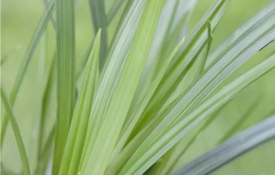 Carex foliosissima 'Irish Green' Carex foliosissima 'Irish Green'