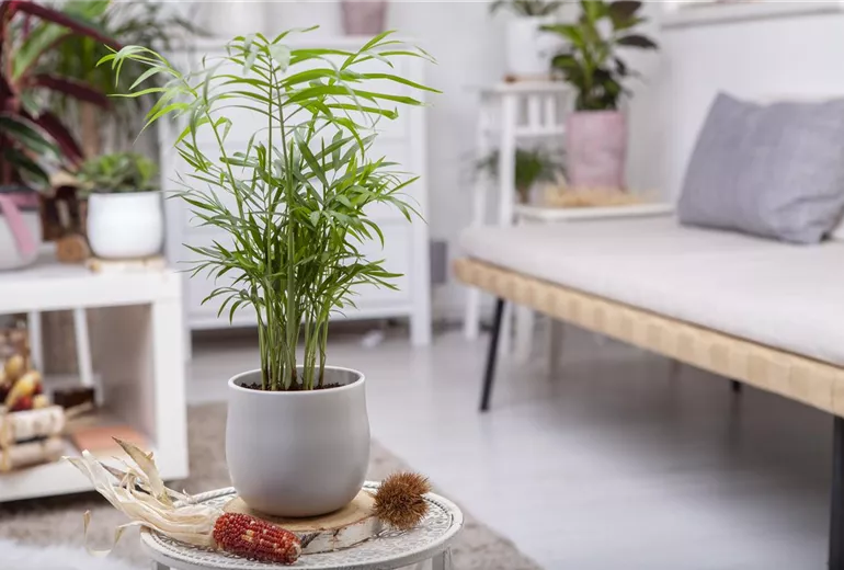 Chamaedorea elegans Chamaedorea elegans