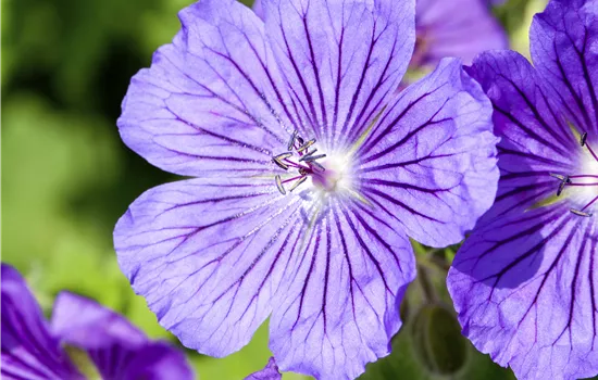 Geranium x magnificum 'Rosemoor' Geranium x magnificum 'Rosemoor'