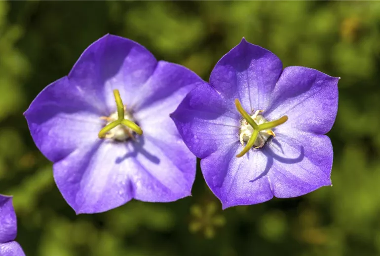 Campanula carpatica Campanula carpatica