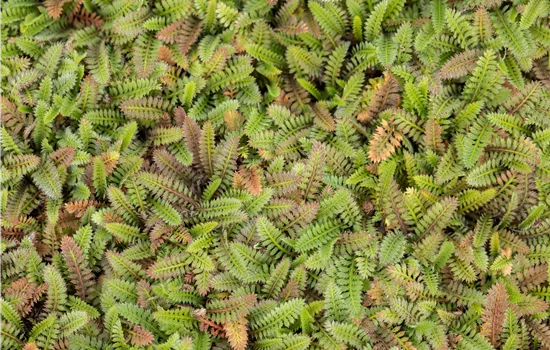 Leptinella angustata 'Platt's Black'