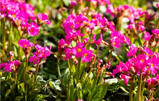 Primula rosea 'Gigas'