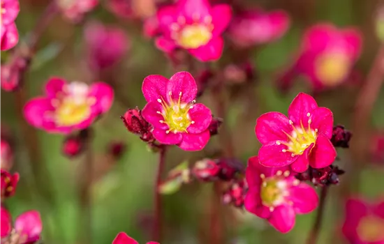 Saxifraga x arendsii 'Peter Pan' Saxifraga x arendsii 'Peter Pan'