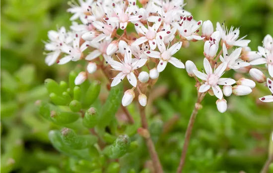 Sedum album 'Murale' Sedum album 'Murale'