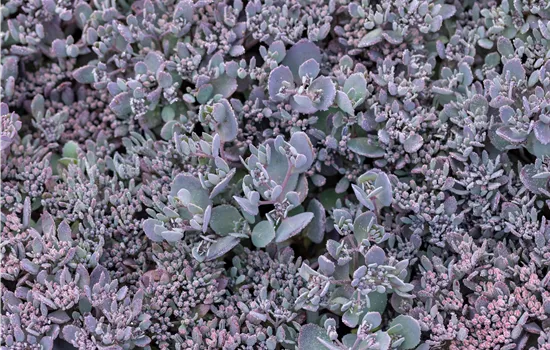 Sedum cauticola 'Red Canyon' Sedum cauticola 'Red Canyon'