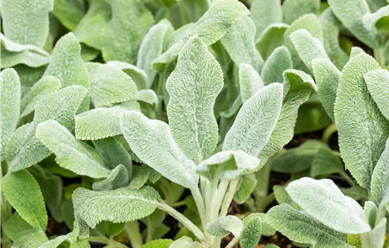 Stachys byzantina 'Silver Carpet' Stachys byzantina 'Silver Carpet'