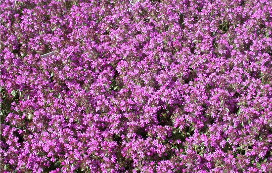 Thymus serpyllum 'Creeping Red'