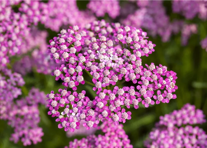 Achillea millefolium 'Lilac Beauty' Achillea millefolium 'Lilac Beauty'