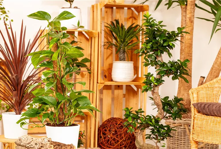 Philodendron scandens Philodendron scandens