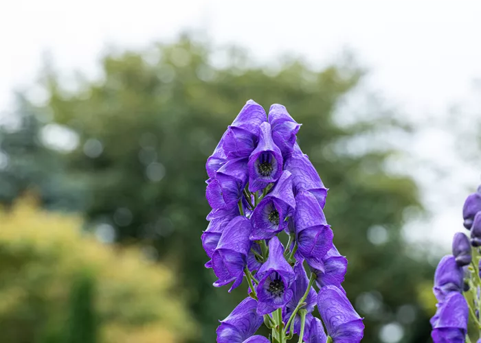 Aconitum carmichaelii 'Arendsii' Aconitum carmichaelii 'Arendsii'