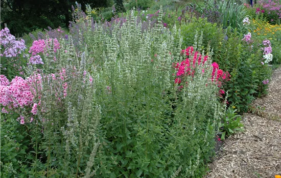 Agastache rugosa 'Alabaster' Agastache rugosa 'Alabaster'