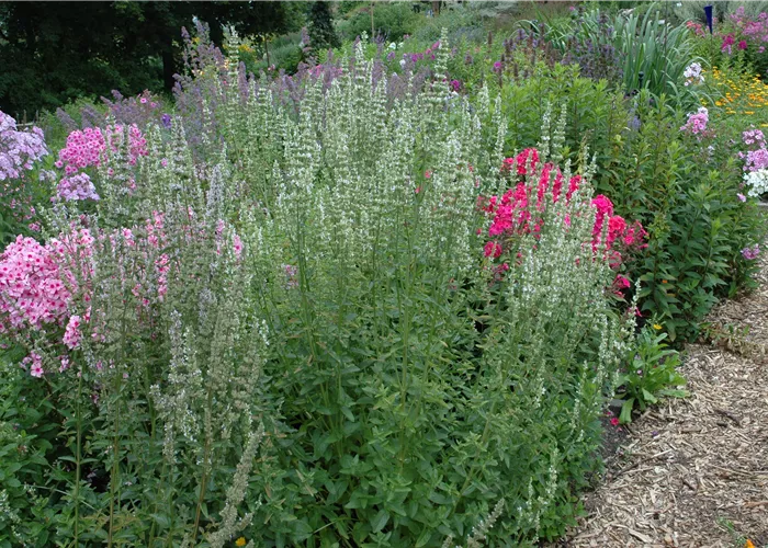 Agastache rugosa 'Alabaster' Agastache rugosa 'Alabaster'
