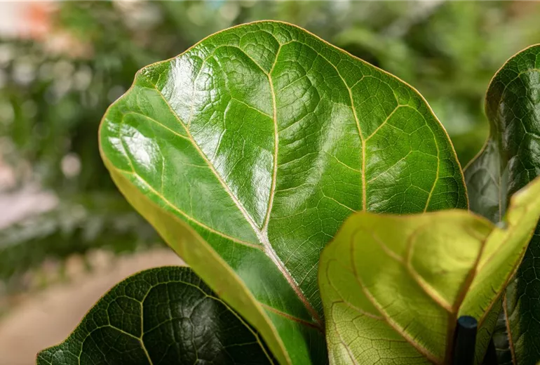 Ficus lyrata 'Bambino' Ficus lyrata 'Bambino'