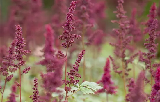 Astilbe x arendsii 'Glut' Astilbe x arendsii 'Glut'