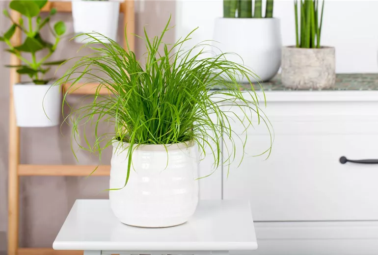 Cyperus zumula Cyperus zumula