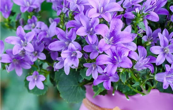 Campanula poscharskyana 'Blauranke' Campanula poscharskyana 'Blauranke'
