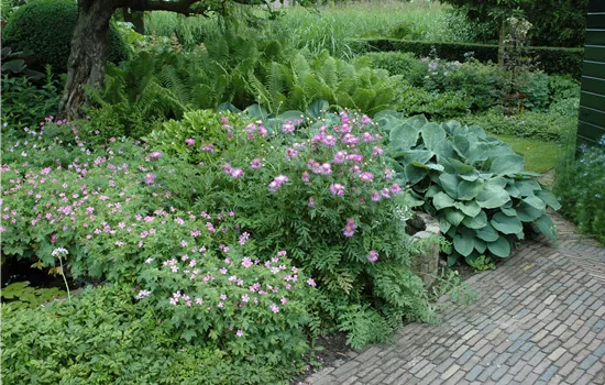 Centaurea pulcherrima