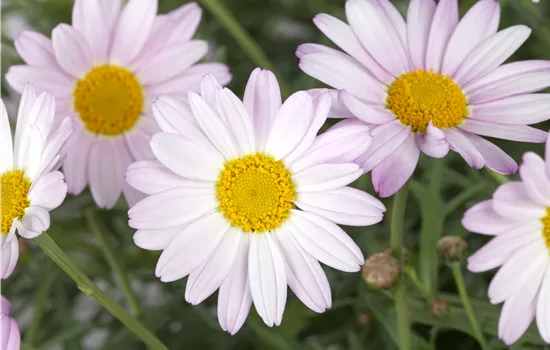 Chrysanthemum zawadskii 'Clara Curtis' Chrysanthemum zawadskii 'Clara Curtis'