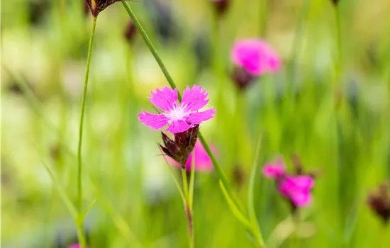 Dianthus carthusianorum