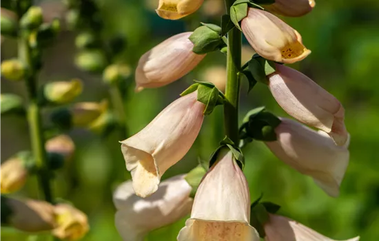 Digitalis purpurea 'Dalmatian Peach'