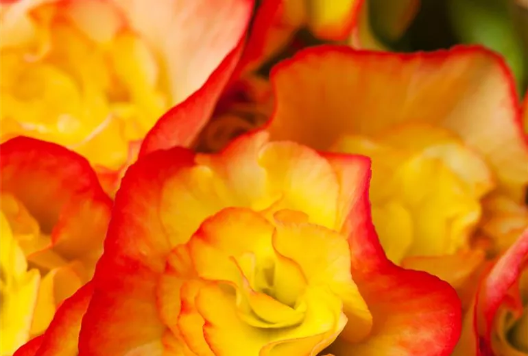 Begonia 'Diverse Deco'