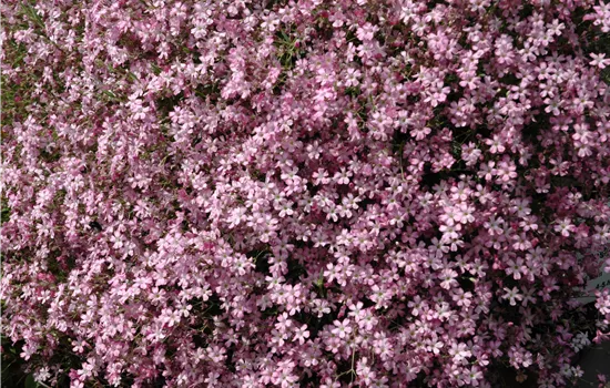 Gypsophila repens 'Rosenschleier' Gypsophila repens 'Rosenschleier'