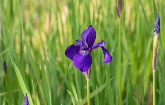Iris sibirica 'Caesar' Iris sibirica 'Caesar'