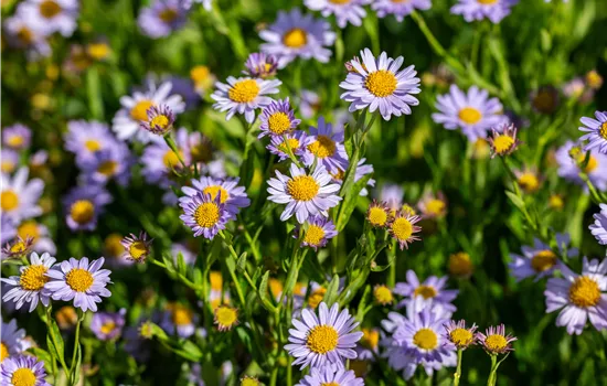 Kalimeris incisa 'Jürgen Wever'