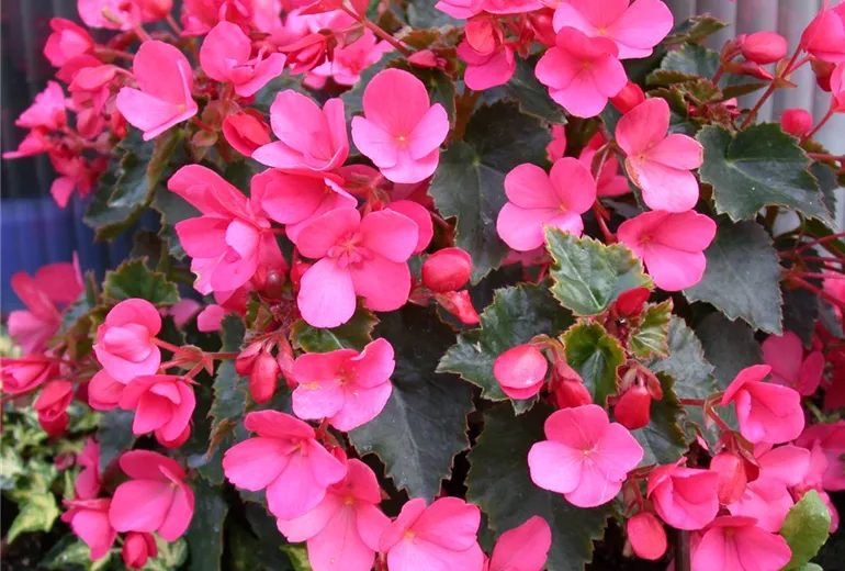 Begonia, pink Begonia, pink