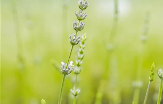Lavandula x intermedia 'Edelweiß' Lavandula x intermedia 'Edelweiß'