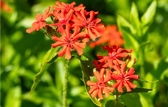 Lychnis chalcedonica