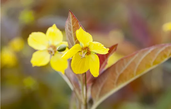 Lysimachia ciliata 'Firecracker'