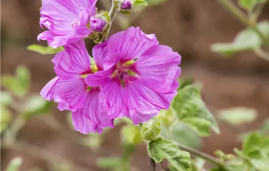 Malva moschata