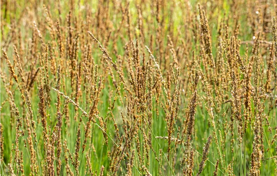 Molinia caerulea 'Moorhexe'