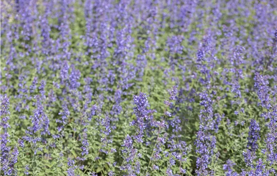 Nepeta x faassenii 'Purrsian Blue' ® Nepeta x faassenii 'Purrsian Blue' ®
