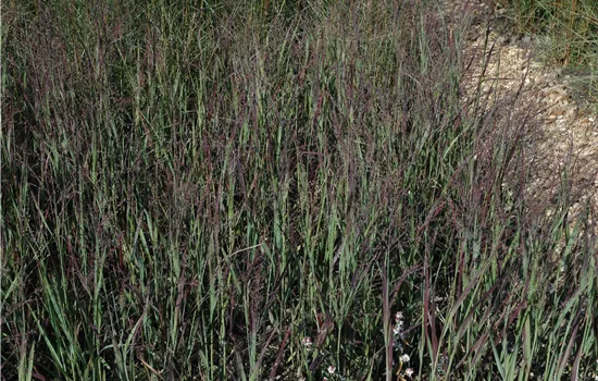 Panicum virgatum 'Heiliger Hain' Panicum virgatum 'Heiliger Hain'