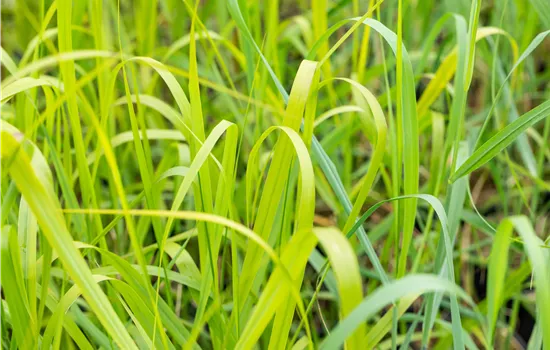Panicum virgatum 'Rehbraun' Panicum virgatum 'Rehbraun'