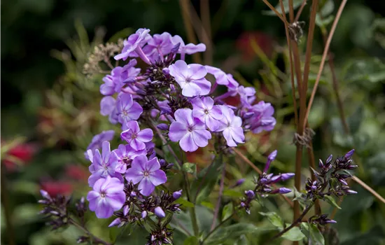 Phlox divaricata 'Clouds of Perfume'
