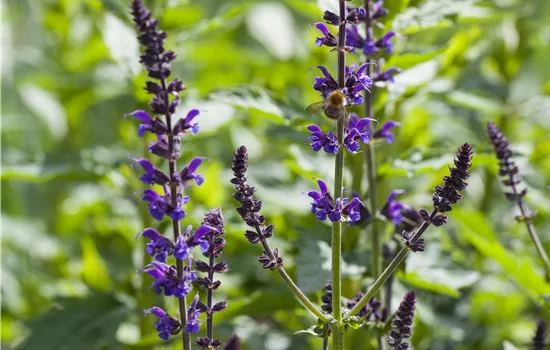 Salvia nemorosa 'Mainacht' Salvia nemorosa 'Mainacht'