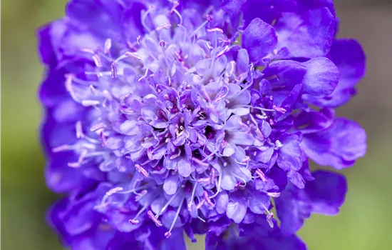 Scabiosa columbaria