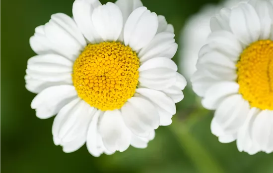 Tanacetum parthenium