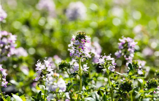 Thymus longicaulis ssp. odoratus Thymus longicaulis ssp. odoratus
