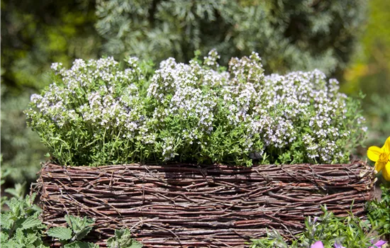 Thymus vulgaris 'Compactus' Thymus vulgaris 'Compactus'