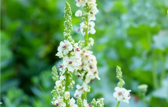 Verbascum nigrum 'Album'