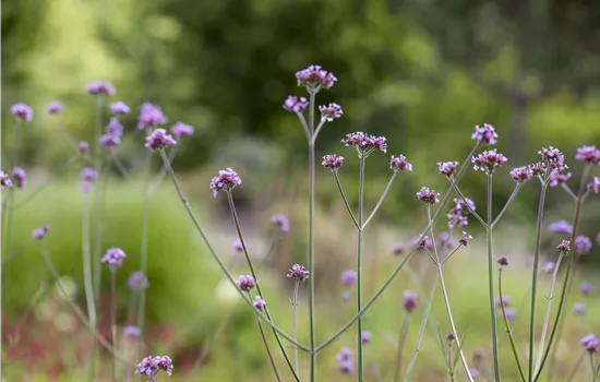 Verbena bonariensis